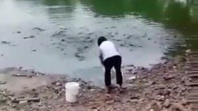 ویدیوی جالب از هجوم حیرت آور ماهی ها برای خوردن غذا