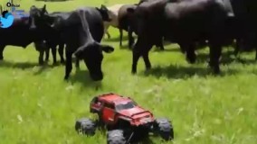 چالش گاوها با ماشین اسباب بازی