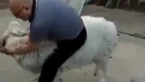 گوسفنده فکر کرده عید قربانه میخوان قربونیش کنن . قاطی کرده 