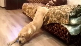 دیدنی ترین نوع بیدار شدن سگ معتاد