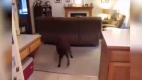 غذا بریز غذا .گشنمه