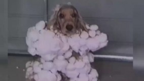 قیافه این اخر خندس