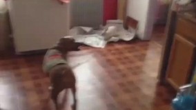 خجالت بکش نصف توعه