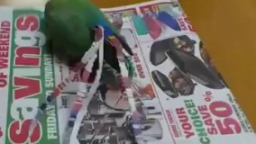 دمش کنده شده داره با روزنامه واسه خودش دم درست میکنه