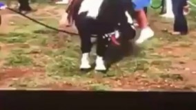 بیچاره کُره اسب وارفت