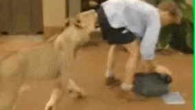 گشنه است خو