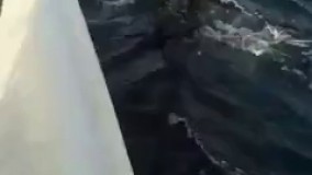 نهنگ‌سواری در بوشهر .  داعش اینو ببینه سر به بیابون میزاره 