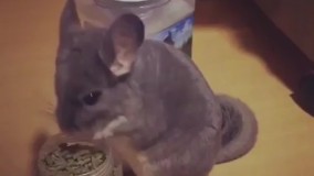 آخرالزمان که میگن یعنی این