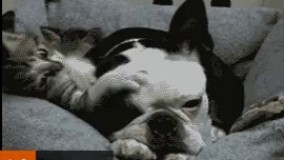 قهره باهاش! امده منت کشی! 