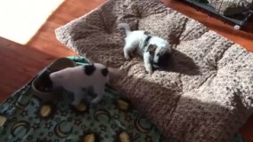 تو .... طرف عروسیه به روایت تصویر