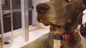 + احترام بذار !  - بله قربان ... 