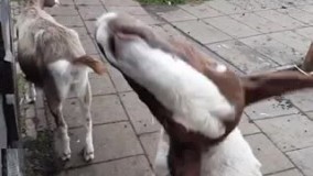 عشوه بعضی از دخترا 