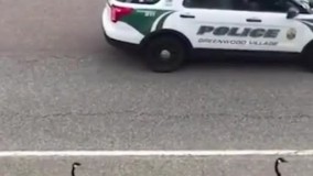 این غازها که مسیر کنار اتوبان را برای قدم زدن انتخاب کرده بودند، برای پیشگیری از تصادف، دو خودرو پلیس اقدام به اسکورت آنها نمودند! حالا فکرشو بکن اگه تو ایران بود 