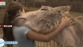 کی گفته خرها هیچی نمی فهمن؟