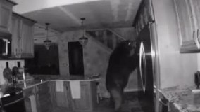 سرکشی یک خرس به اشپزخانه