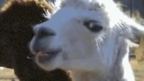 نگاه عاشقانه به این میگنا