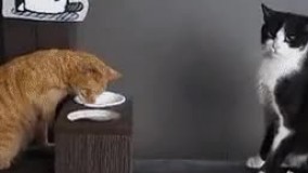 بسه دیگه، تمومش کردی