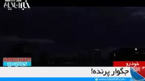 جگوار پرنده!