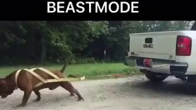 قوی ترین سگ جهان ثبت شده در گینس