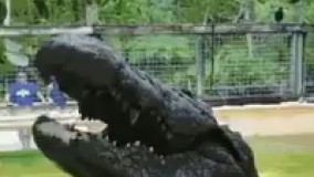 حتی تمساح هم معنی محبت رو میفهمه اما بعضی آدما نه