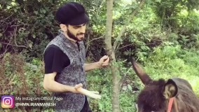 ترانه سرایی برای خر