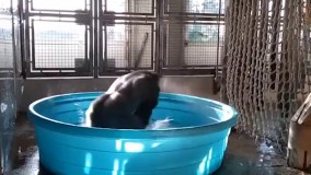 آب بازی گوریل در گرمای دالاس