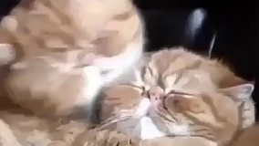 "میخورمتااااا" به معنای واقعی