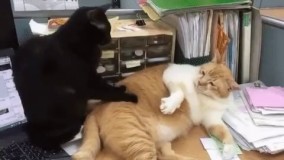 دل به کار بده دیگه