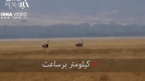 سریع‌ترین جانوران روی زمین