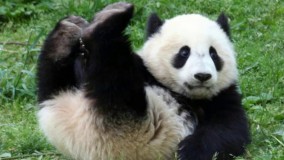 10 حیوان که در معرض انقراض هستند