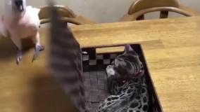 ای بی ادب ..  همون تو بمونی بهتره