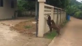 دعواهای مجازی