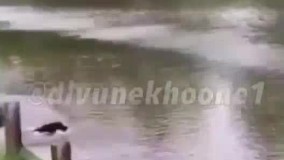 این مرد خودشو عمدا میندازه توی اب.عکس العمل سگاش برای نجاتش دیدنیه.حتما ببینید