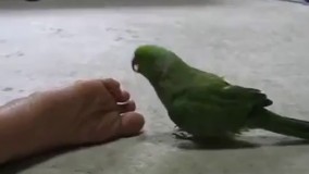 آقا بشور اون لامصبو