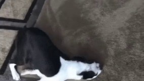 این گیف رو باید بذارن واسه تبلیغ فرش مدرن 