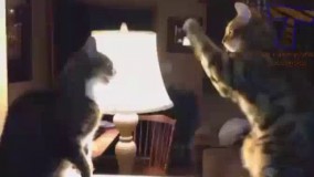 خونه رو اوراق کردن این دو تا