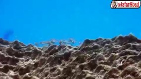 مخفی‌ شدن بچه ماهی ها در دهان پدرشان