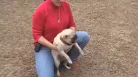 تا حالا سگ اینقدر اعصاب ندار دیده بودین؟