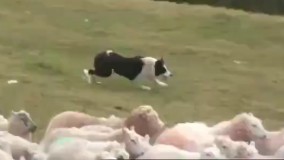 وقتی یه چوپان نابغه و یه مهندس رو با یه گله گوسفند تنها بزاریم..  تمام صحنه ها کاملا واقعی ضبط شدن.. به هیچ وجه از دست ندید!