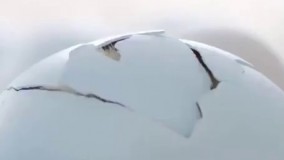 جوجه گربه تا حالا دیده بودین