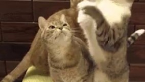 + ببخشید توروخدا عمدی نبود  - غلط کردی عمدی نبود