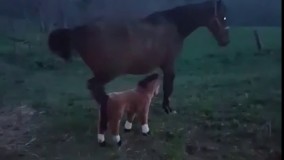 فهمید عروسکه