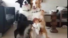 ژست بگیرین میخوام عکس خانوادگی بگیرم