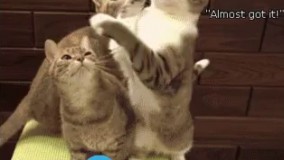 مصرف بی رویه مواد مخدر در بین گربه ها 