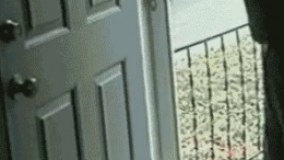 شیشه در را برداشتن ولی سگه فک میکنه حتما باید در باز باشه