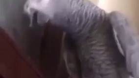 دوره زمونه عوض شده_ طوطی زن میخواد!