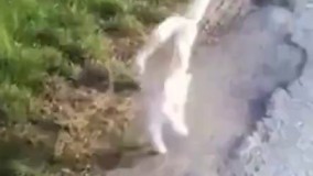 فک کنم یه چیزی کشیده