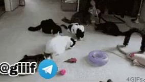 چیکار به این داری 