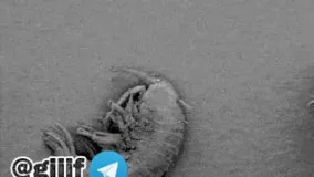 بدن حشره در زیره میکروسکوپ 