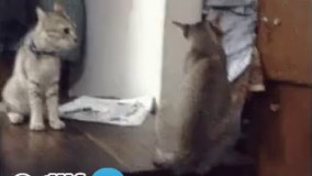 به این بدبخت چیکار داری